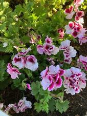 Martha Qashington geranium. photo by Michelle Davis